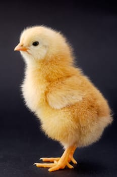 Little chicken