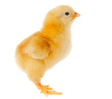 Little chicken