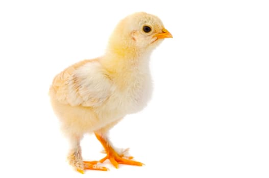 Little chicken