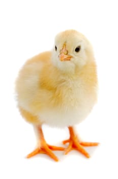 Little chicken