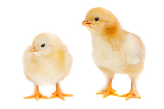 chickens
