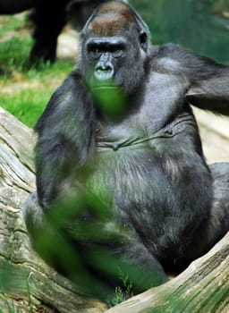 Gorilla 2733