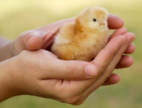Small chicken