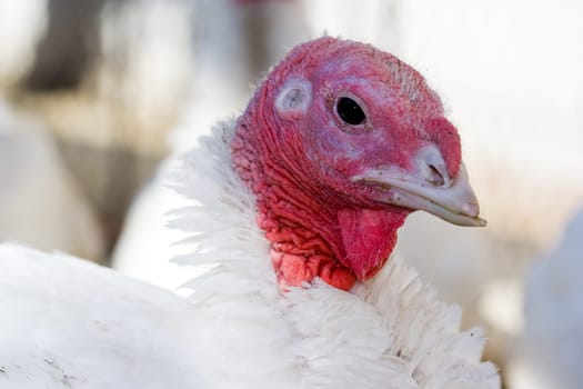 Turkey