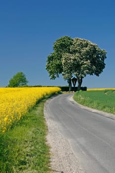 Chestnut with rapeseed field