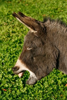 Donkey - I'm sick to my stomach
