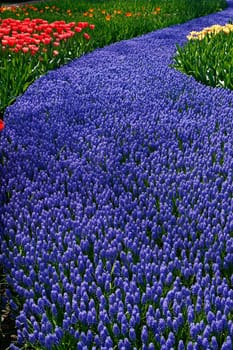 Muscari armeniacum,grape hyacinth