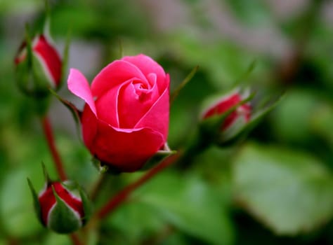 Rose Magic