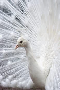 White peacock
