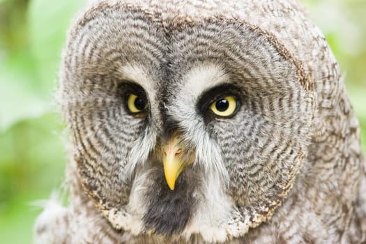 Great grey owl