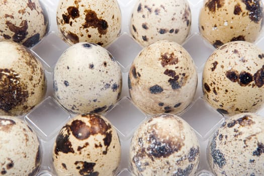 Picture of many small quail eggs