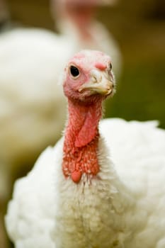 Turkey