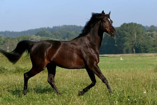 Thoroughbred Stallion