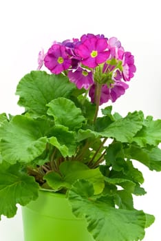 Primroses in pot-isolated