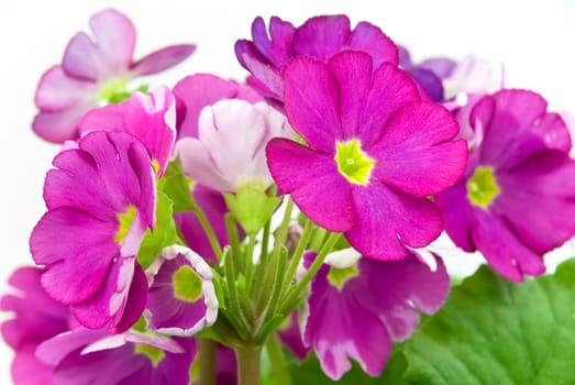 Primroses in pot-isolated