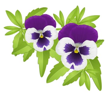 Pansies
