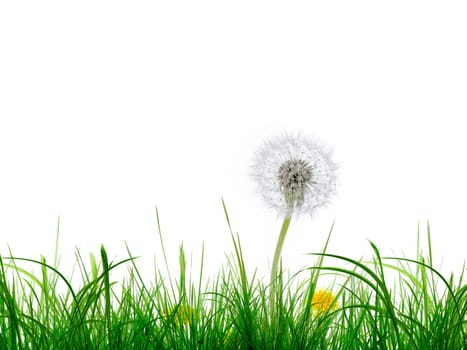 Grass and Flower