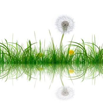 Grass and Flower