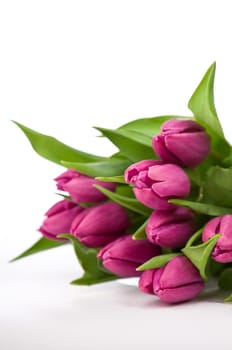 purple tulips on a white background