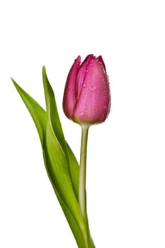 purple tulips on a white background
