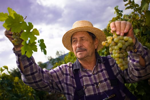 Vintner examining grapes