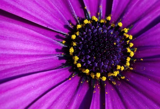 osteospermum,cape bodies