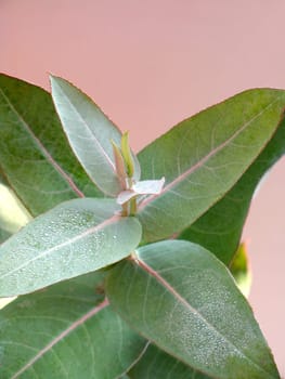 Eucalyptus - Silver Drop