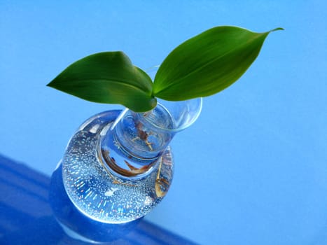 lily of the valley - leaves over blue background