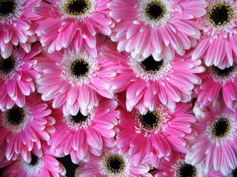 Pink gerber flowers - background