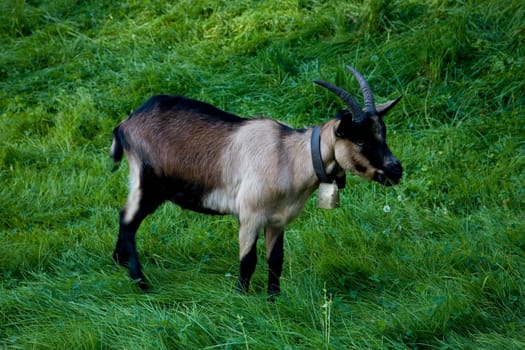 Goat on the mountain pasture