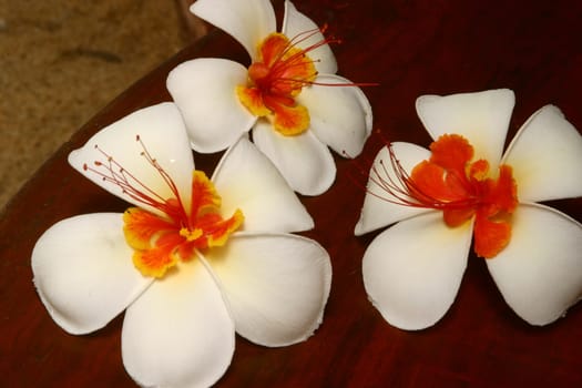 Flowering Tropical
