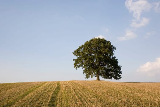 Oak tree in the field