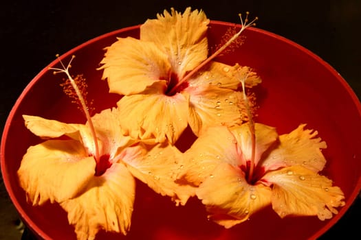 Flowering Tropical