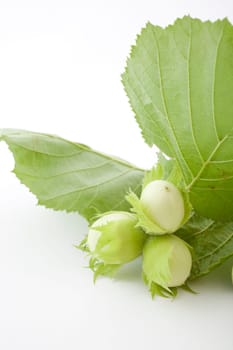 fresh hazelnuts