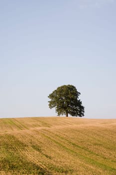 Oak tree in the field