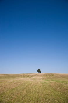 Oak tree in the field
