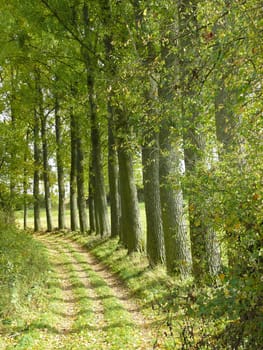 Avenue
