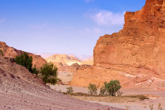 The desert is alive