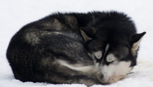 sleeping husky
