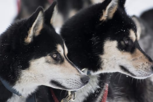 Two huskies