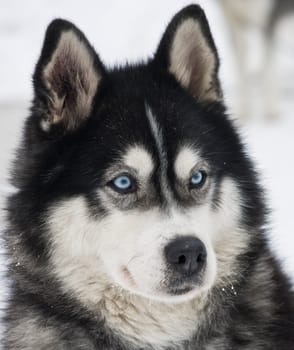 Husky
