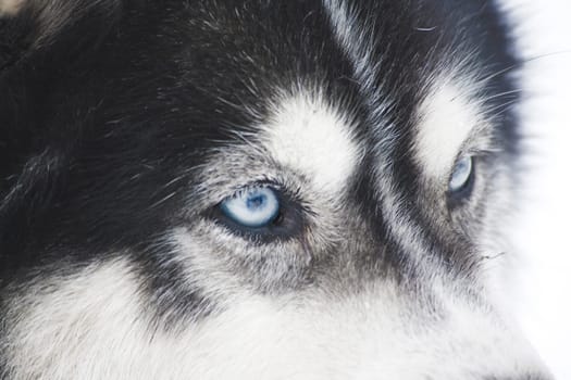 Husky