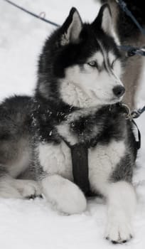 Husky