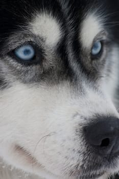 Husky