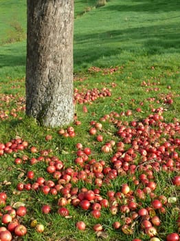 Apples without (New York)