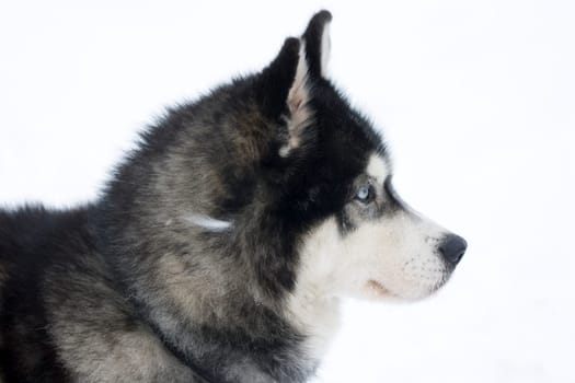 Husky