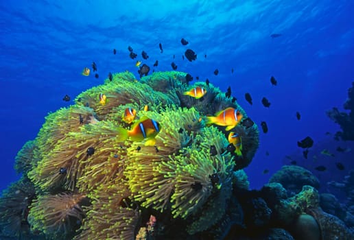 Clownfish Colony