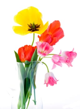 Tulips