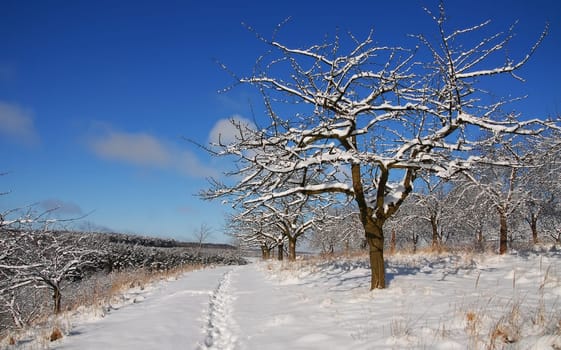 A winter's day