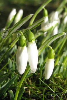 Snowdrop